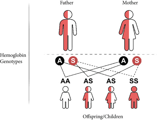 Sickle cell