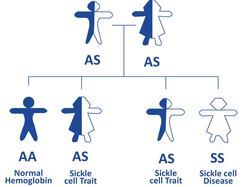 Sickle cell